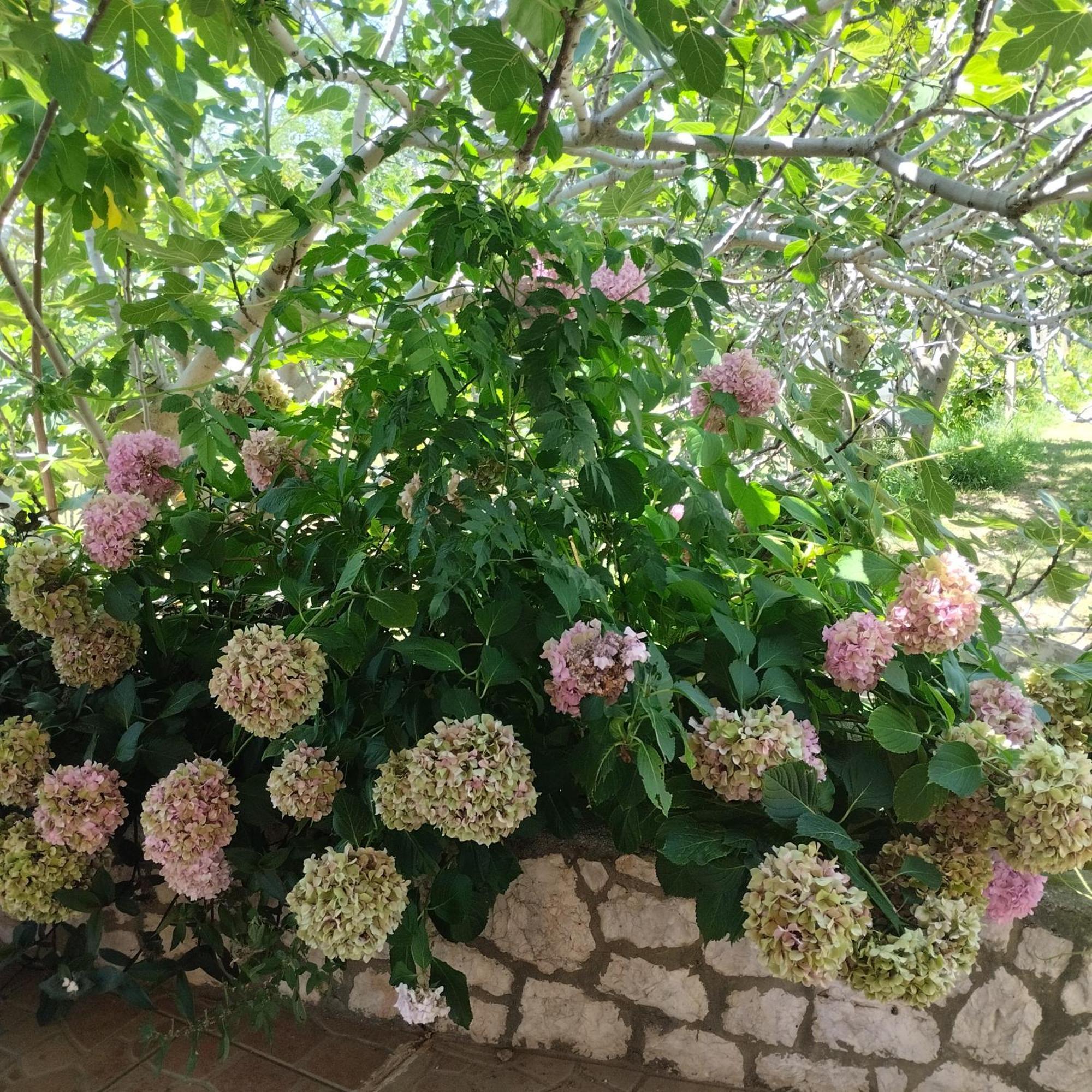 Apartmani Gero Lopar Exterior foto